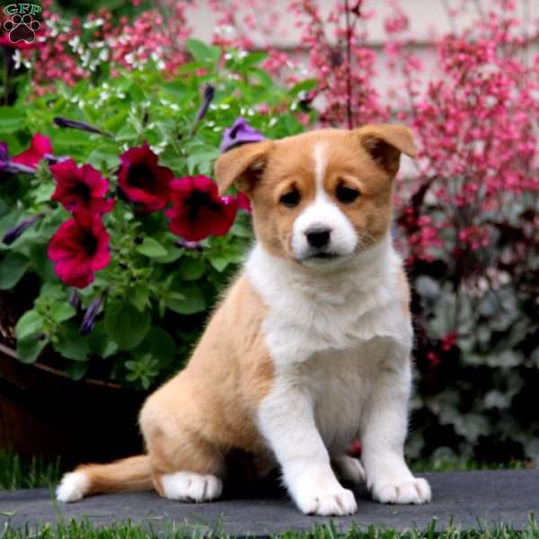 Becky, Welsh Corgi Mix Puppy