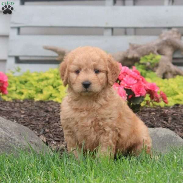 Bella, Mini Goldendoodle Puppy