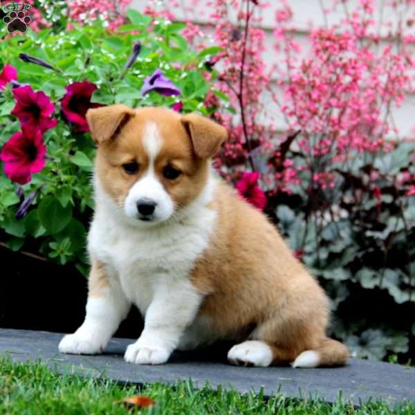 Bella, Welsh Corgi Mix Puppy