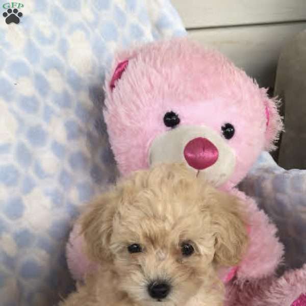 Bella, Toy Poodle Puppy