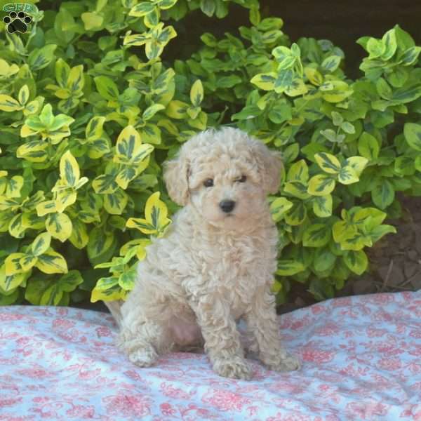 Belle, Miniature Poodle Puppy