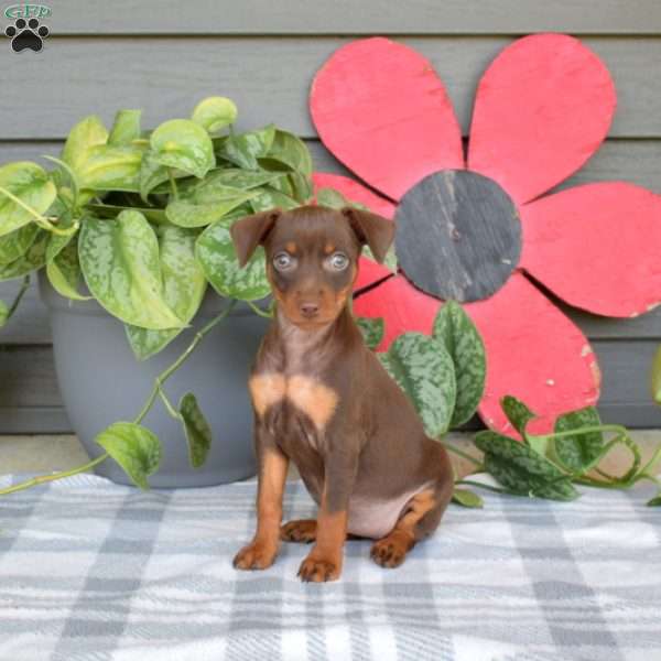 Belle, Miniature Pinscher Puppy