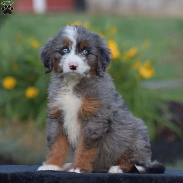 Belle, Mini Bernedoodle Puppy