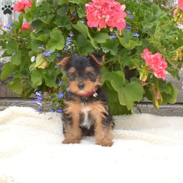 Benji-Teacup, Yorkie Puppy