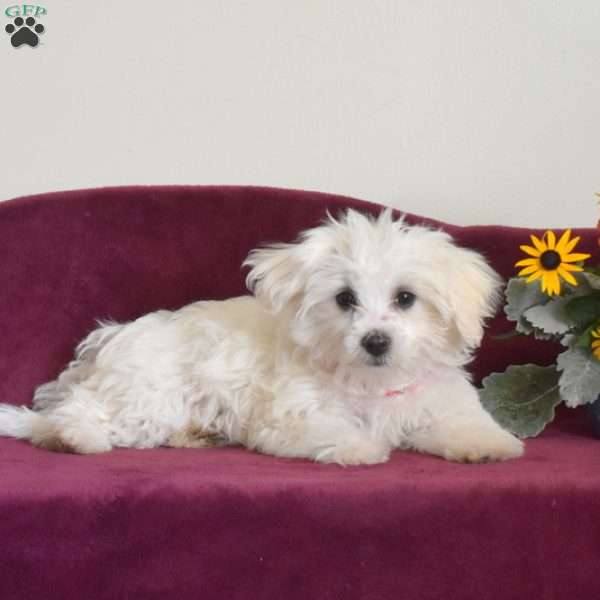 Benji, Maltese Puppy