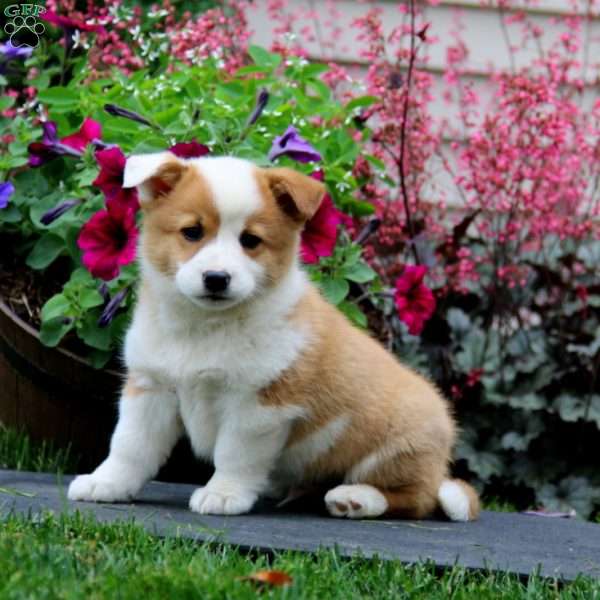 Benji, Welsh Corgi Mix Puppy