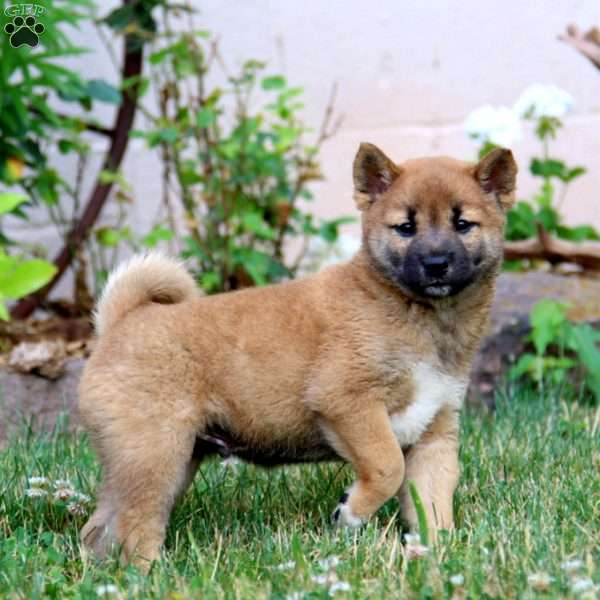 Benji, Shiba Inu Puppy