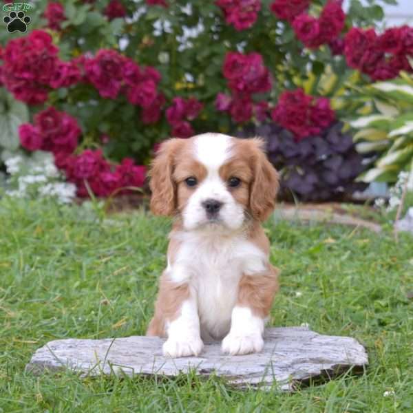 Bentley, Cavalier King Charles Spaniel Puppy