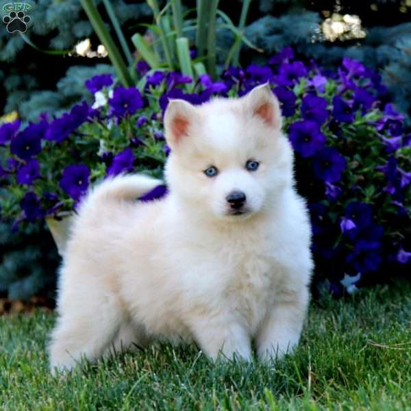 Bentley, Pomsky Puppy