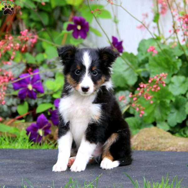 Bentley, Sheltie Puppy