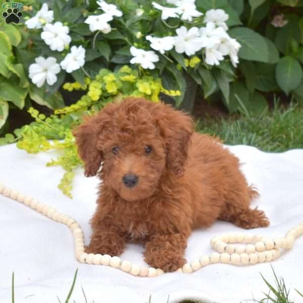 Beth, Miniature Poodle Puppy