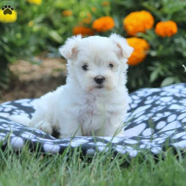 Bev, Maltese Puppy