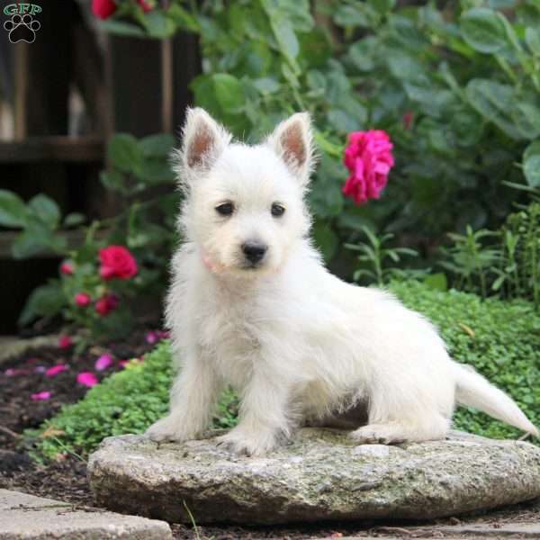 Bev, West Highland Terrier Puppy