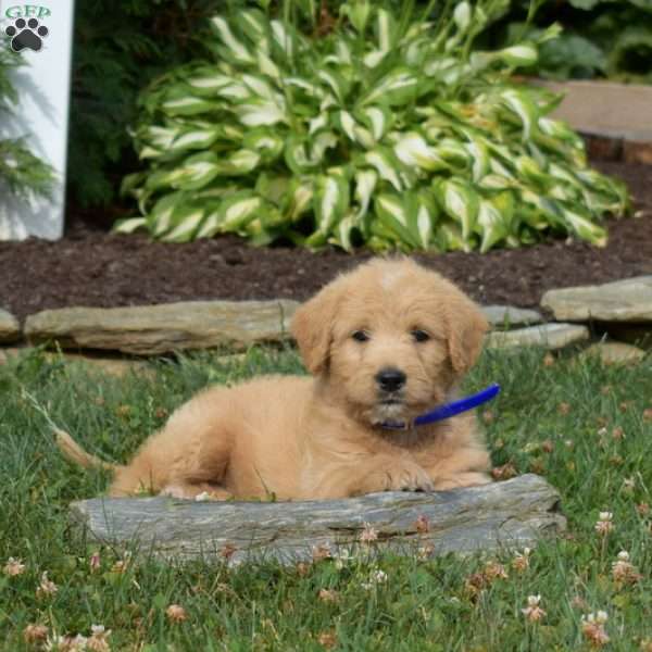 Bianca, Mini Labradoodle Puppy