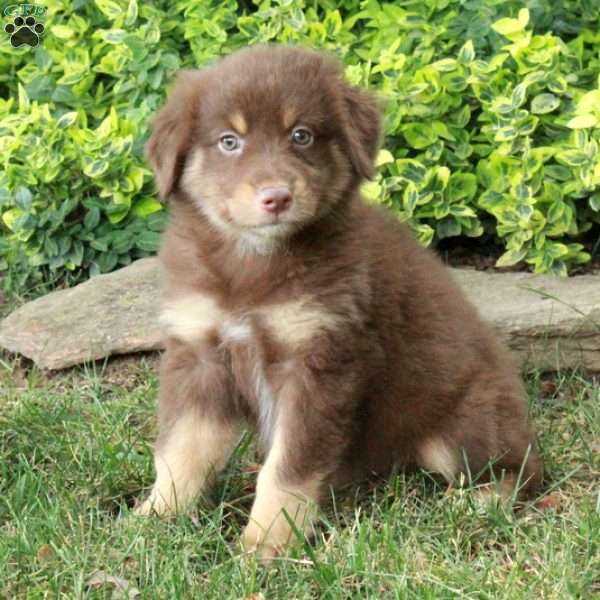 Birdie, Australian Shepherd Puppy