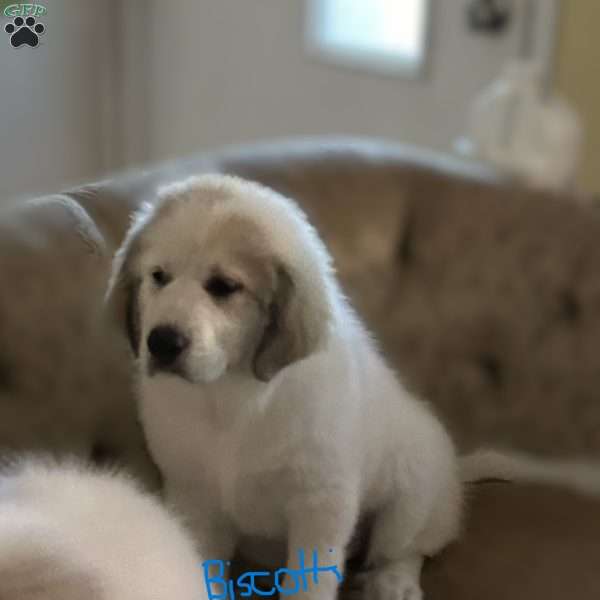 Biscotti (or Isabella), Great Pyrenees Puppy