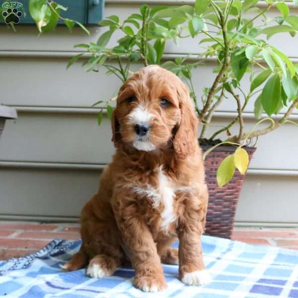 Blaire-Moyen, Irish Doodle Puppy