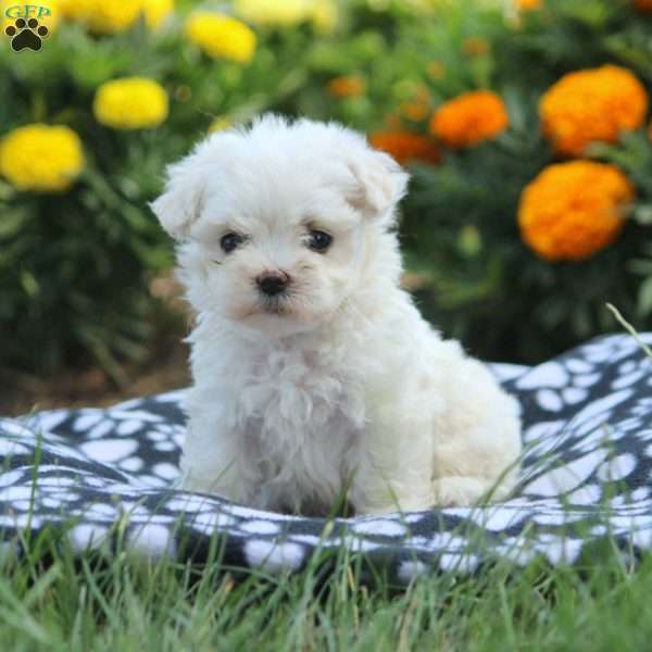 Blake, Maltese Puppy