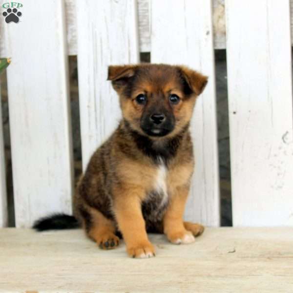 Blake, Jack Russell Mix Puppy