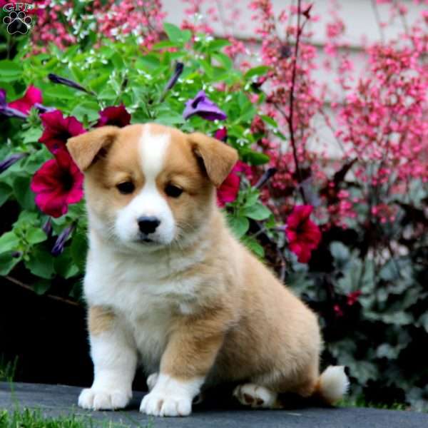 Blake, Welsh Corgi Mix Puppy