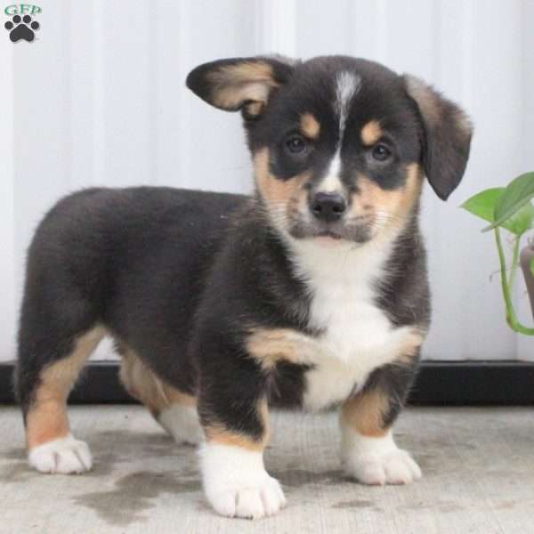 Blaze, Pembroke Welsh Corgi Puppy