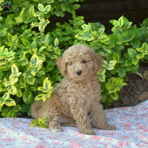 Blossom, Miniature Poodle Puppy