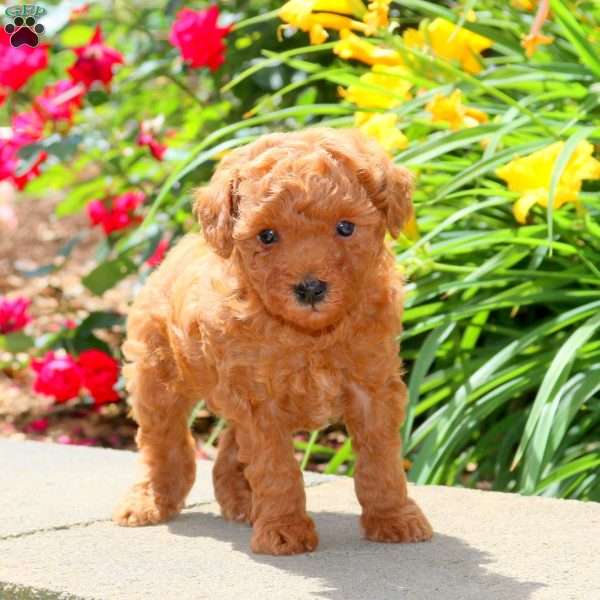 Bobbie, Miniature Poodle Puppy