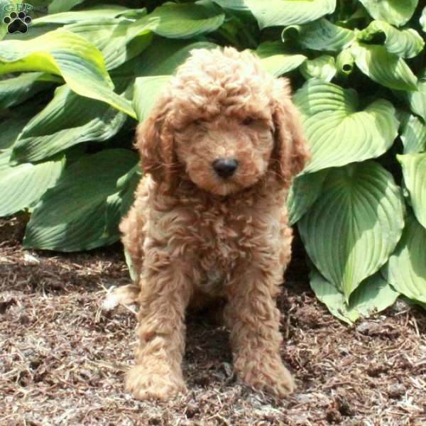 Bobby, Mini Goldendoodle Puppy