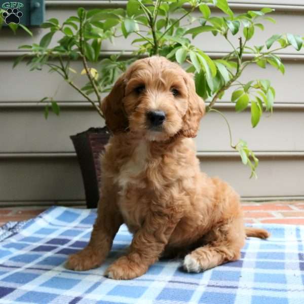 Bodie-Moyen, Irish Doodle Puppy