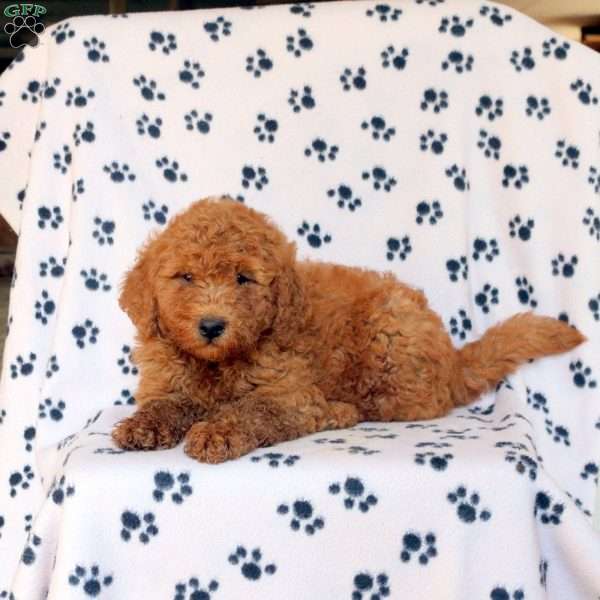 Boomer, Mini Goldendoodle Puppy