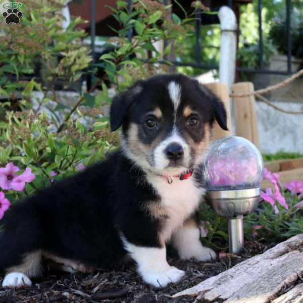 Bowser, Pembroke Welsh Corgi Puppy