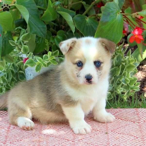 Boyd, Pembroke Welsh Corgi Puppy