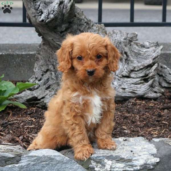 Brady, Cavapoo Puppy