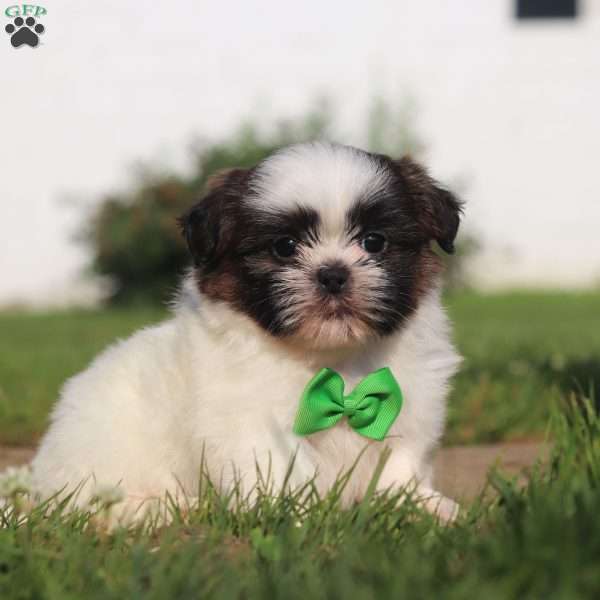 Braylon, Shih Tzu Puppy