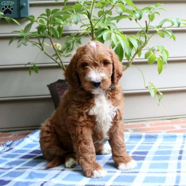 Brennan-Moyen, Irish Doodle Puppy