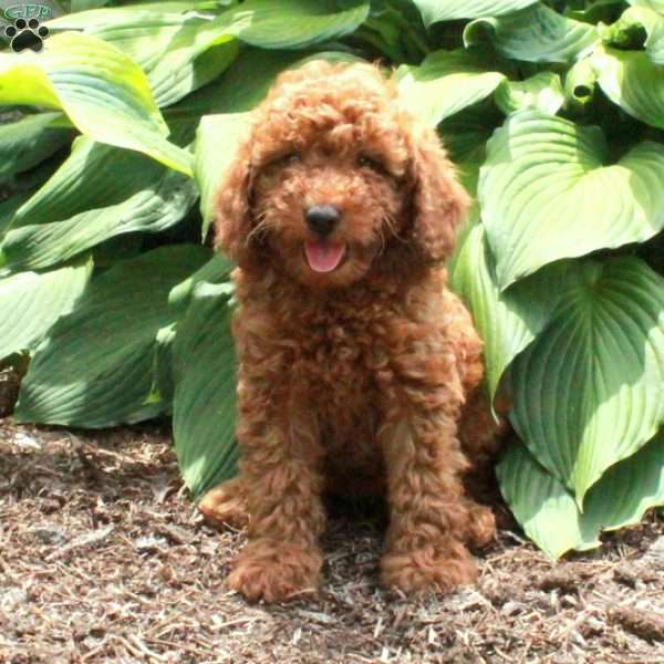 Brett, Mini Goldendoodle Puppy