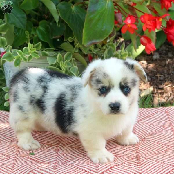 Brett, Pembroke Welsh Corgi Puppy