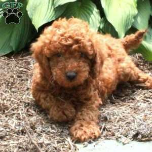 Brett, Mini Goldendoodle Puppy