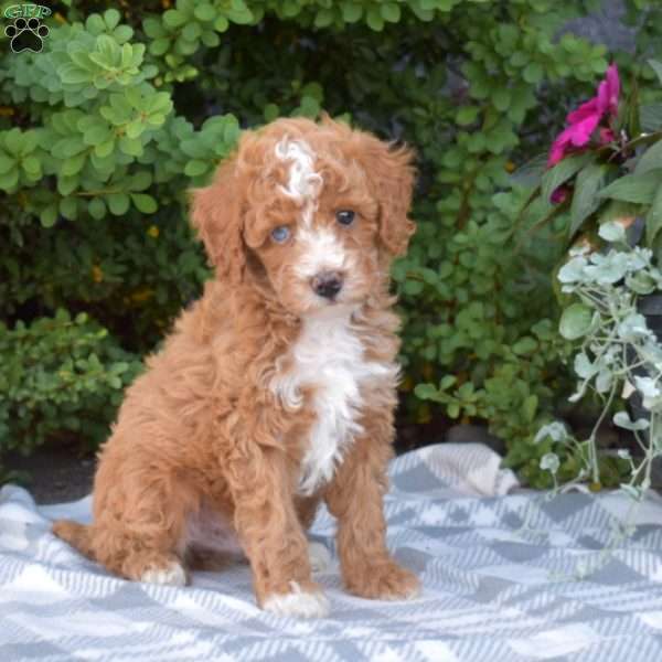 Brewster, Miniature Poodle Puppy