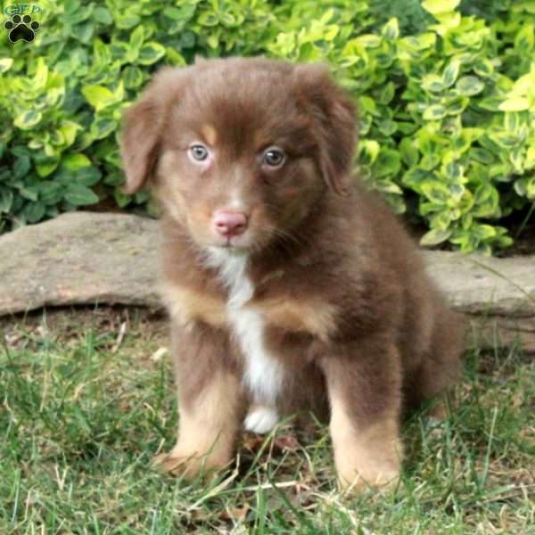 Bridget, Australian Shepherd Puppy