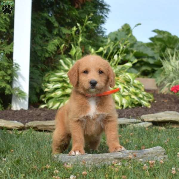 Bridget, Mini Labradoodle Puppy