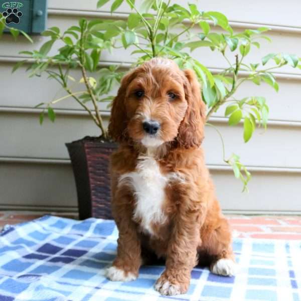 Bridgit-Moyen, Irish Doodle Puppy