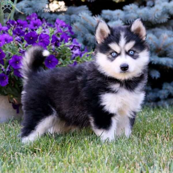 Brie, Pomsky Puppy