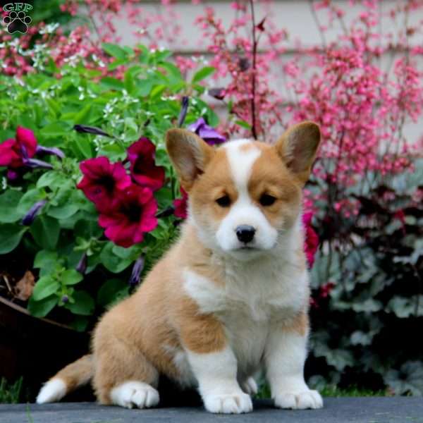 Brie, Welsh Corgi Mix Puppy