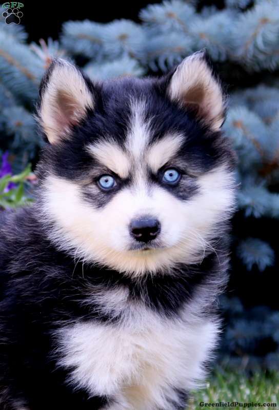 Brie - Pomsky Puppy For Sale in Pennsylvania