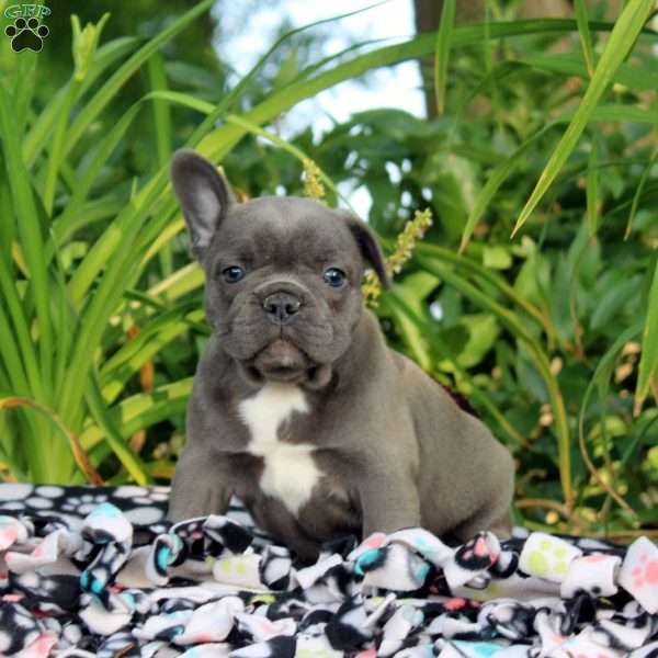 Brooke, French Bulldog Puppy