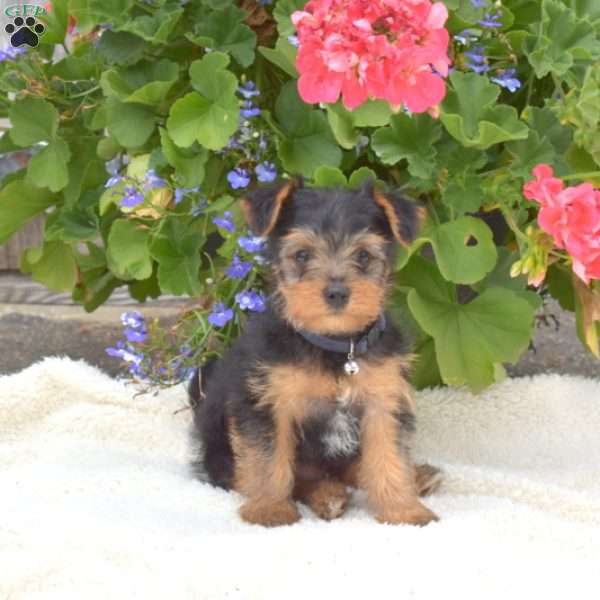 Bruce-Teacup, Yorkie Puppy