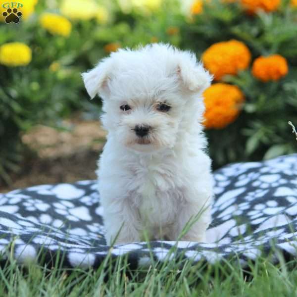 Bruce, Maltese Puppy