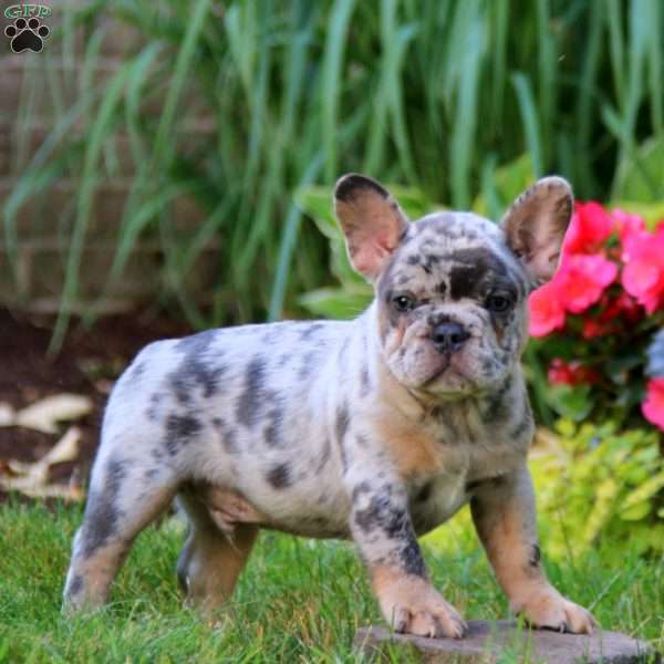 Brutus, French Bulldog Puppy