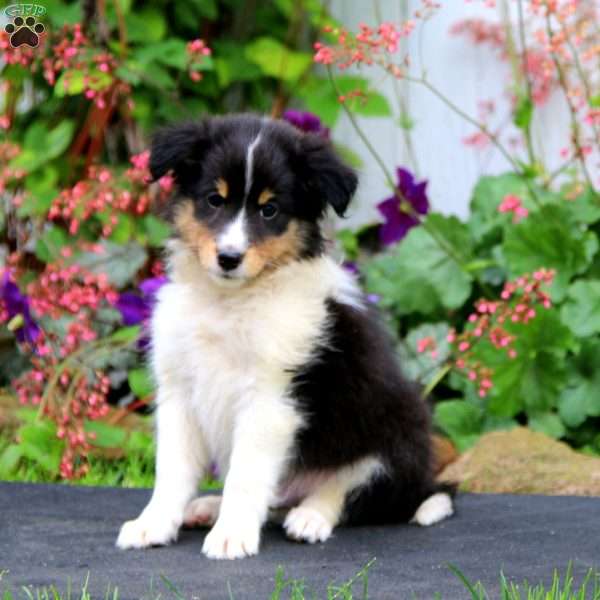 Bryson, Sheltie Puppy